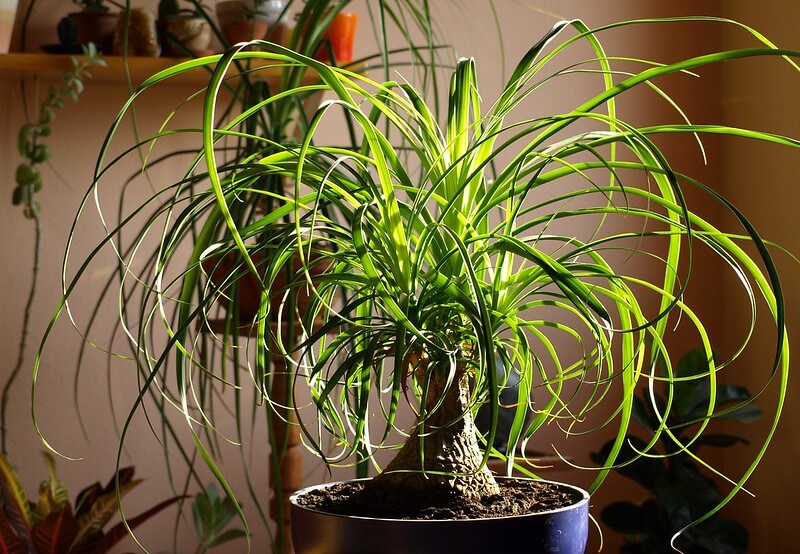 Beaucarnea Recurvata