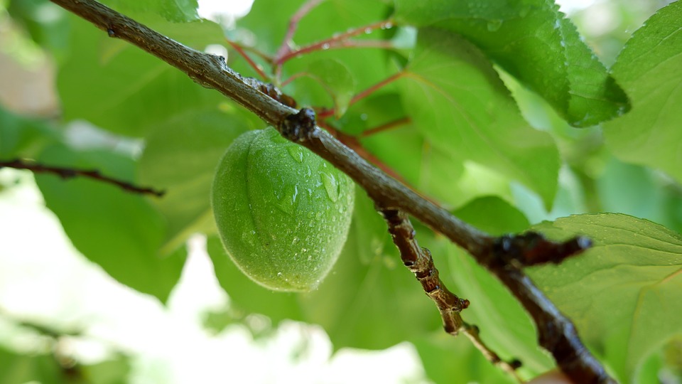Alberi di albicocche