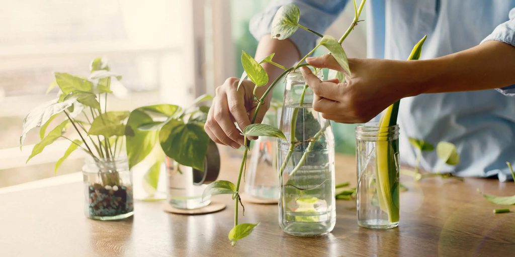 coltivare pothos acqua