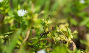 Scopri di più sull'articolo Come eliminare le formiche dal giardino: rimedi naturali