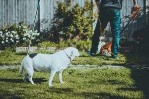 Scopri di più sull'articolo Progettazione di un giardino quasi perfetto