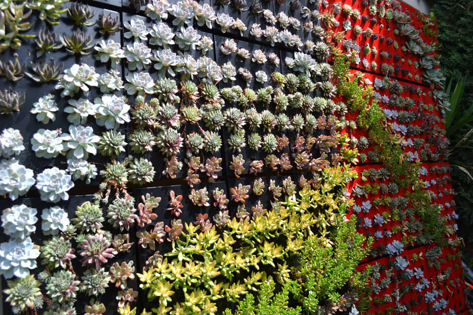 Scopri di più sull'articolo Idee su come realizzare un giardino verticale