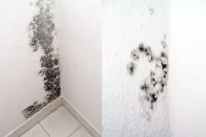 Scopri di più sull'articolo Come riconoscere la muffa e quali errori non commettere