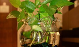Scopri di più sull'articolo Piante in acqua: idee per usare l’idrocoltura in casa