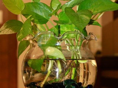 piante in acqua