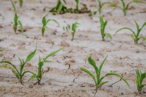 Scopri di più sull'articolo Il rischio siccità causato dall’eccessivo sfruttamento agricolo